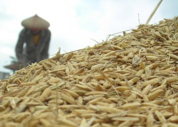 Utang Hanya Memperparah Krisis Pangan