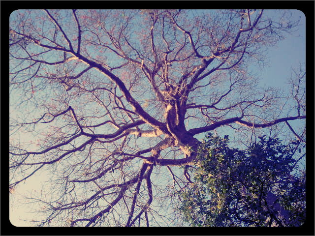 Ficus, Pohon Tinggi Peranggun Bali