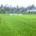 Pembangunan Pariwisata yang Membunuh Subak