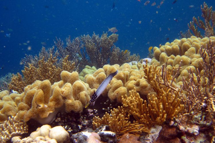 Enam Tempat Snorkeling Asik di Bali