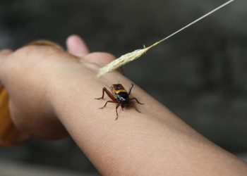 Ketika Jangkrik Diadu Seperti Petinju