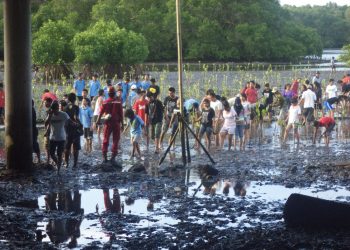 Menanam Bakau di Bawah Jalan Tol