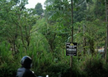 Pohon: Please Jangan Sakiti Kami….