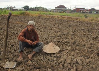 Keringnya Sawah, Tergantinya Padi