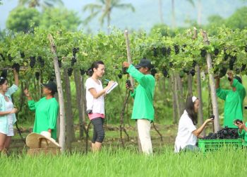 Budidaya Anggur di Buleleng Tinggal Kenangan