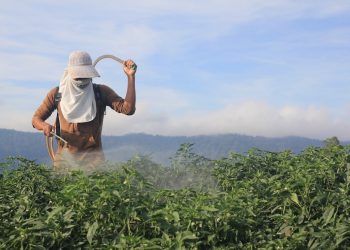Pestisida di Balik Sayur Kita Sehari-hari