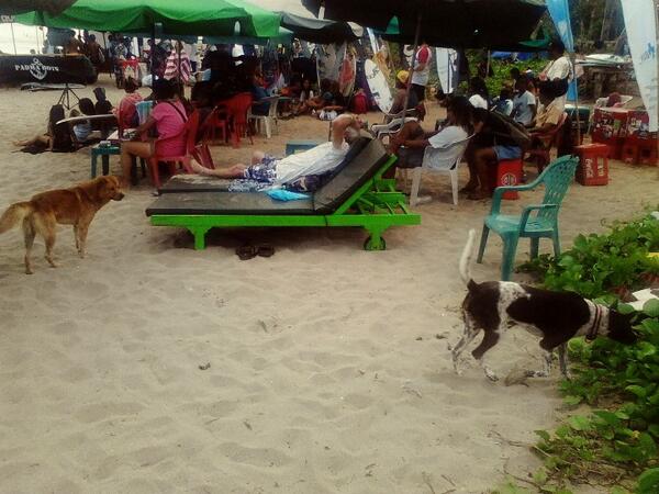 Waspada Kawanan Anjing di Pantai