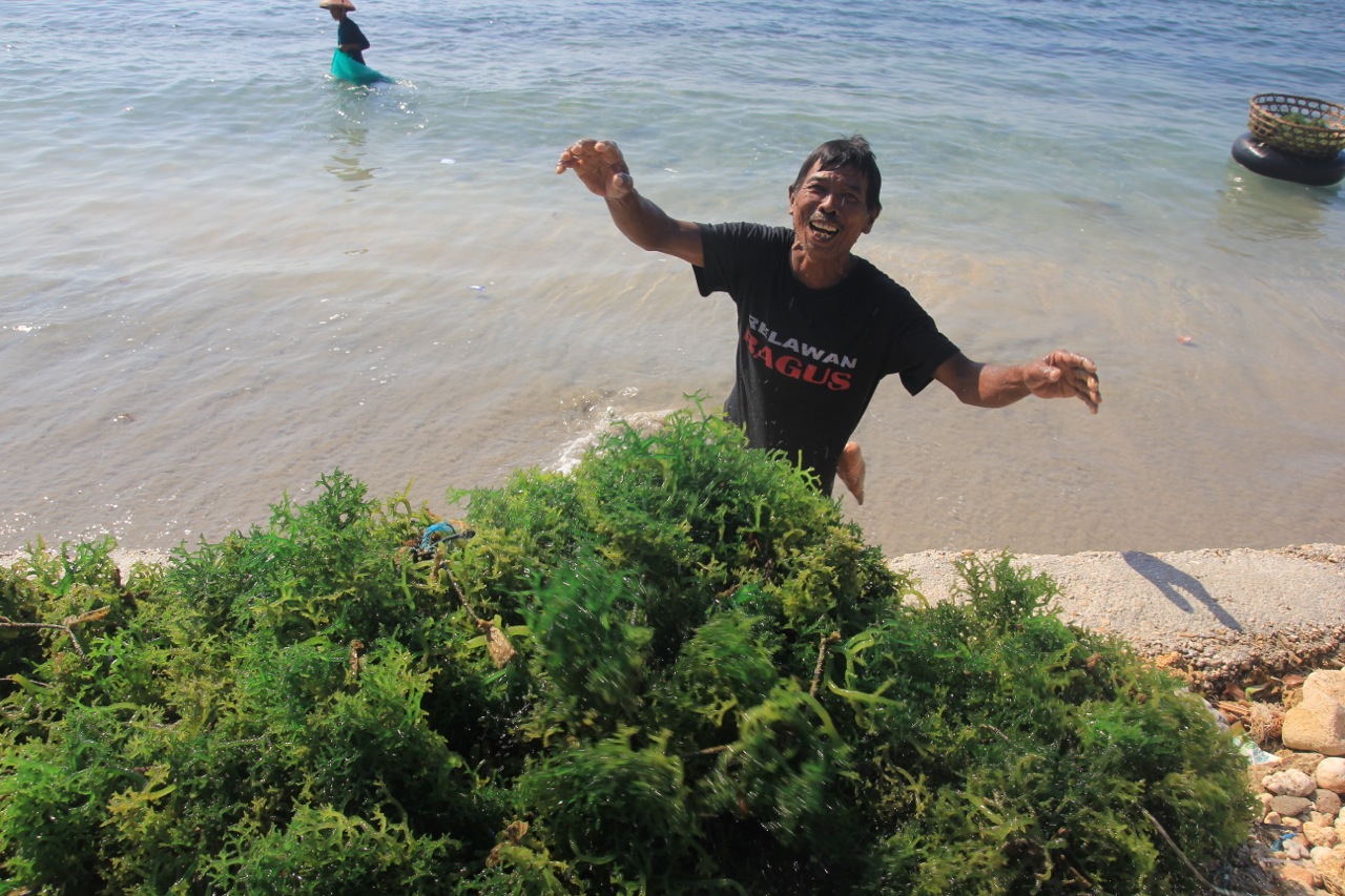 Tantangan Klise Petani Rumput Laut Nusa Penida