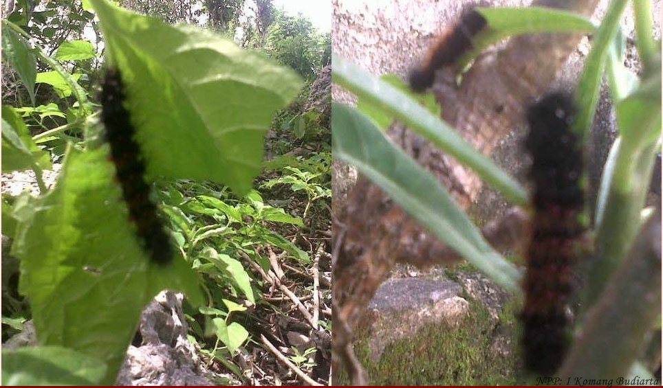 Sudah Diserang Ulat Bulu, Mangga juga Tak Laku