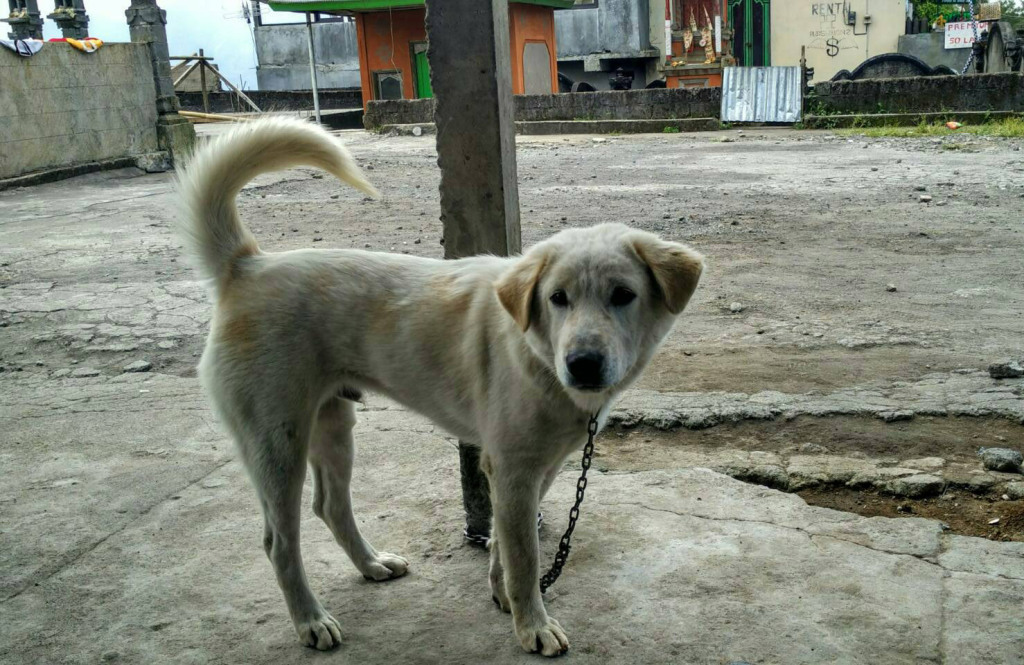  Anjing Ras  Kintamani Jangan Dipoligami  BaleBengong id