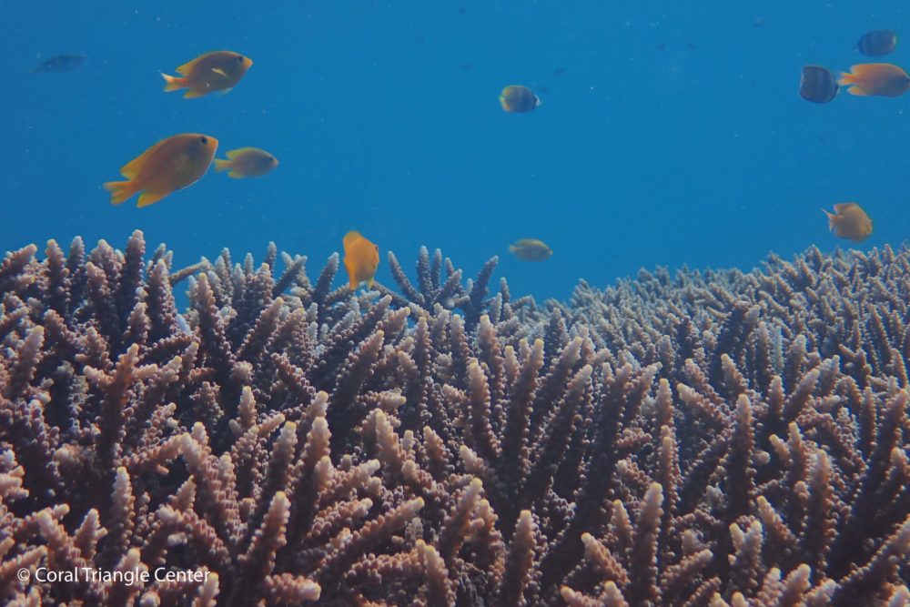Nusa Penida, Keindahan Bawah Laut yang Kian Rentan