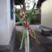Umat Hindu Bali memasang persembahan khusus untuk menolak bala termasuk pandemi Covid-19. Foto Anton Muhajir