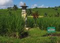 Pengembangan Jatiluwih perlu memprioritaskan pertanian bukan pariwisata.