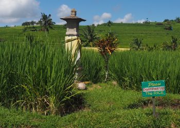Pengembangan Jatiluwih perlu memprioritaskan pertanian bukan pariwisata.