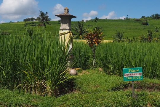 Pengembangan Jatiluwih perlu memprioritaskan pertanian bukan pariwisata.