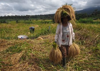 Produk Pangan Lokal Belum Terserap Bansos Covid-19