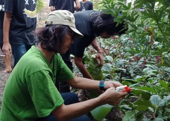 Sekolah Lapang Pembuatan Pengendali Hama Alami