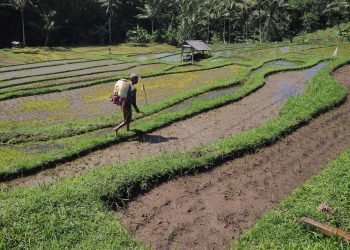Jalan Pelik Bali Organik