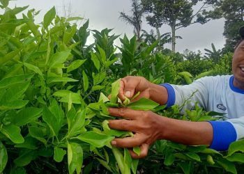 Perawatan Jeruk Kintamani: Waspada Hama Sebelum Panen