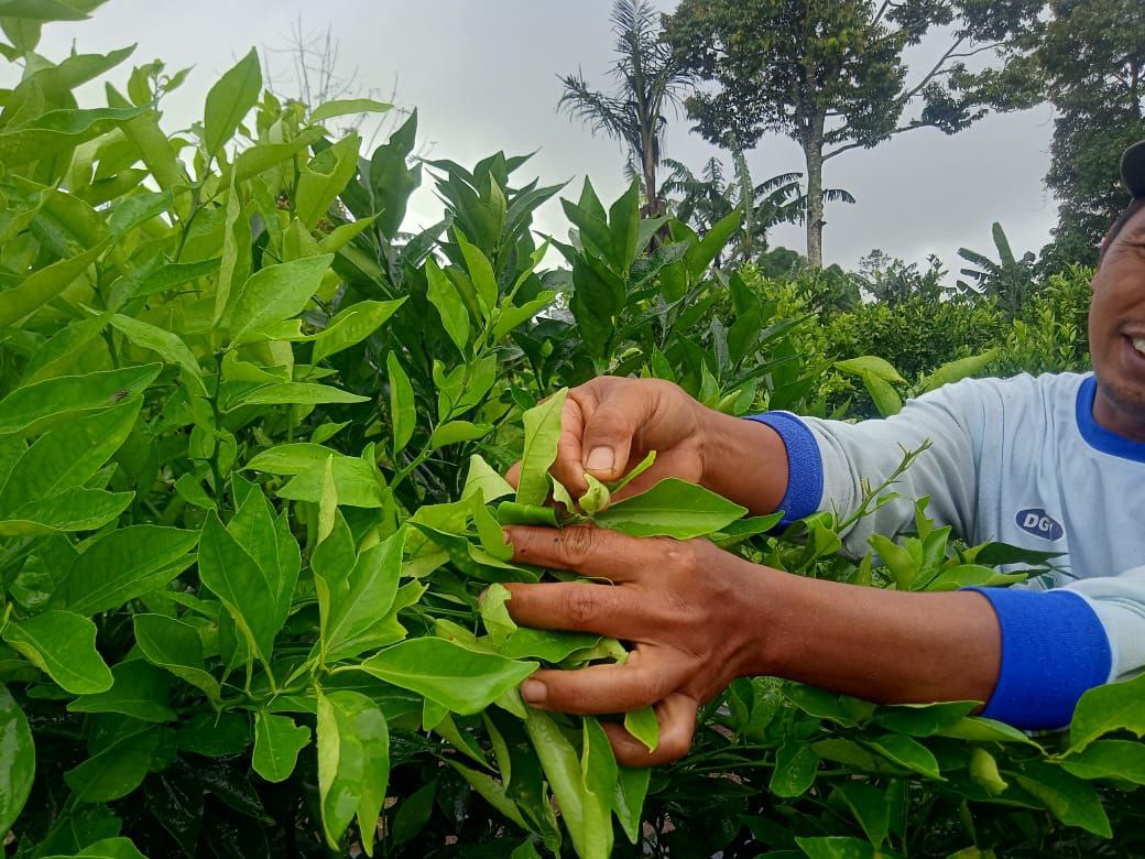 Komang Alit memerlihatkan hama pada pucuk daun jeruk kintamani.