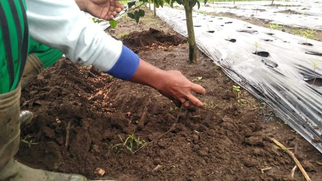 Petani jeruk kintamani menebar pupuk di sekitar pohon agar tanamannya mendapatkan nutrisi