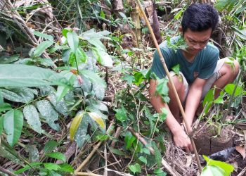 Menanam Pohon di Bukit agar Air tak Lagi Sulit