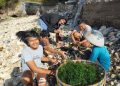 Suka Duka Petani Bulung dan Pemulung Nusa Penida