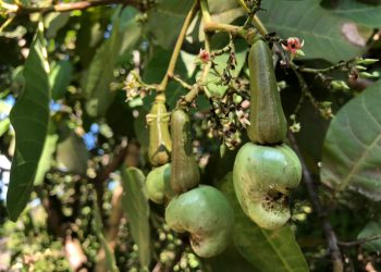 Kebangkitan Jambu Mete di Kaki Gunung Agung