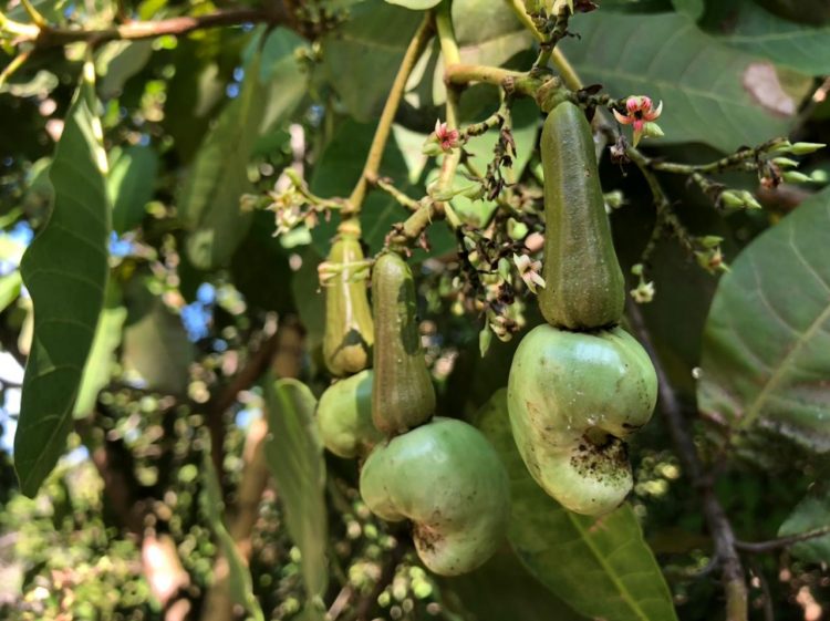 Kebangkitan Jambu Mete di Kaki Gunung Agung