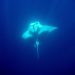 Pari manta oseanik (Mobula birostris), jenis pari manta yang umum ditemukan di perairan Solor, Flores Timur. Foto :Yayasan Misool Baseftin.