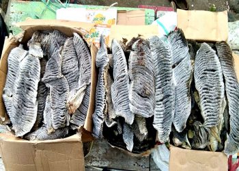 Insang Pari Manta yang ditangkap petugas pengawas laut dan perikanan Flores Timur.Foto : Dinas Perikanan kabupaten Flores Timur.