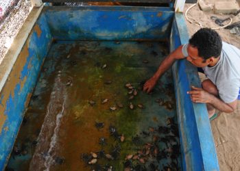 Anggota Kelompok Masyarakat Wahana Bahari sedang memasukkan tukik. Bayi penyu yang barus menetas. Tukik itu nantinya dilepas ke laut lepas.