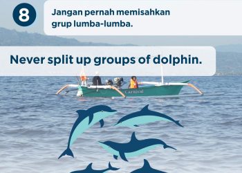Lumba-lumba Setia Temani Warga Kala Pagebluk di Lovina