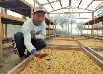 Asa dan Elegi dalam Secangkir Kopi Kintamani