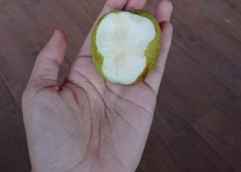 Petani Bekul Super jadi Panutan di Buleleng