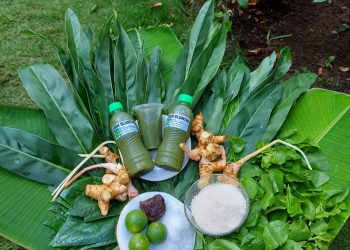 Mengolah Toga, Menciptakan Peluang Ekonomi dari Desa Tegak