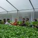 Kombinasi Hidroponik dan Akuakultur sebagai Alternatif Kebun Pangan