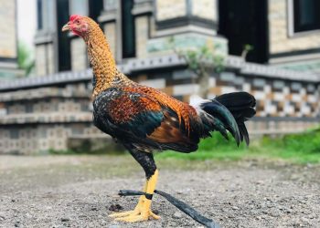 Potensi Usaha Ayam Petarung di Desa Ban