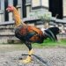 Potensi Usaha Ayam Petarung di Desa Ban