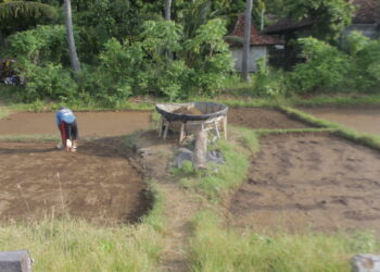 Keunikan Garam Tradisonal Desa Les dan Tantangannya di Era Digital