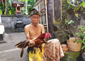 Melihat Perlakuan Ayam Aduan di Bali dari Sisi Animal Welfare