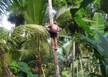Kelapa Pendek untuk Regenerasi Petani Gula Besan
