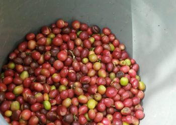 Menyongsong Panen Raya Kopi Mengani dengan Panen Ladian