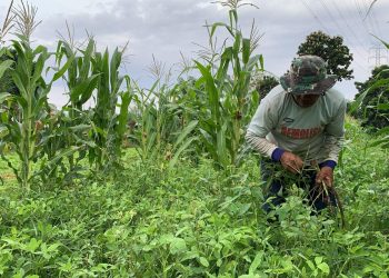 Sejarah Petani Eks Transmigran dan Perjuangannya Kini di Bali (Bagian 1)