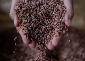 Suka Duka Hasil Panen dan Ritual Padi Lokal Bali