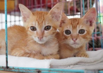 Shelter Kucing Telantar di Bali. Dicari: Adopter