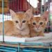 Shelter Kucing Telantar di Bali. Dicari: Adopter