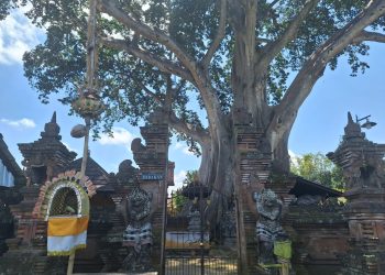 Kisah Pohon: Kayu Putih Ratusan Tahun yang Menghidupi Warga