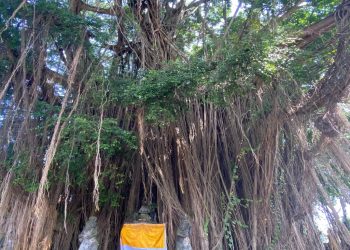 Kisah Pohon: Beringin di Bencingah Batubulan