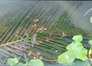 Budidaya Katak di Desa Bengkel